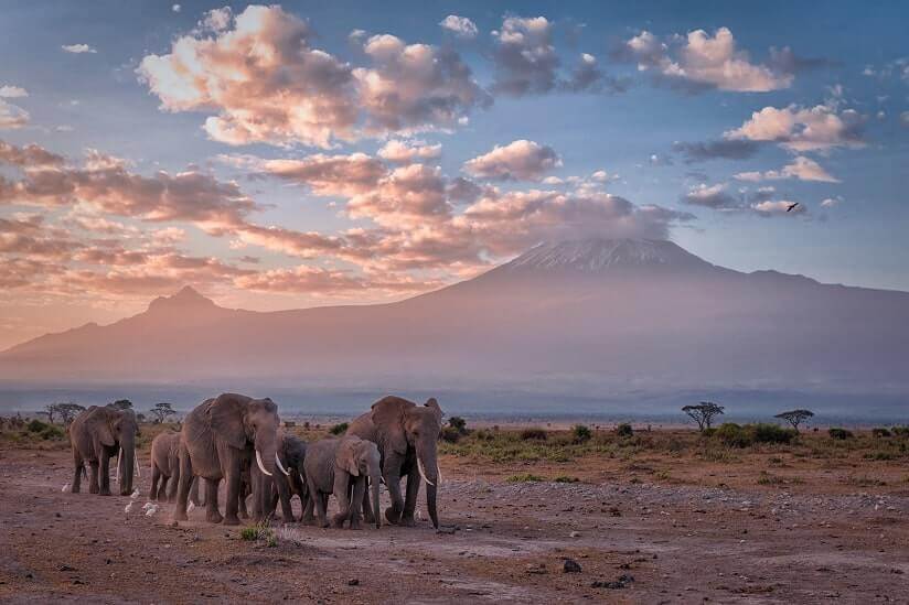 elephants-in-Tanzania
